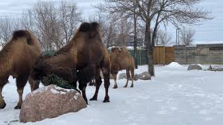 Bactrian Camels in winter