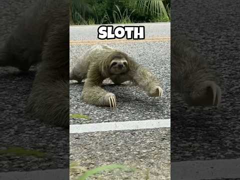 animals that used to be giant #shorts #animals