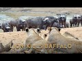 10 Lions hunted a Cape Buffalo Calf  Kruger National Park