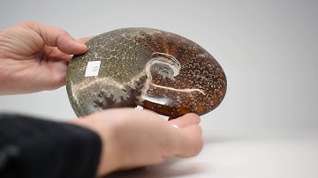 Ammonite 2 Faces Polished AMMP2F084