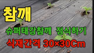 ⭐️참깨/슈퍼태강참깨 정식하기/30×30Cm🌟