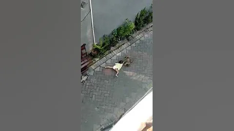 Monkey On Bike Attempts To Kidnap Child | Viral Video