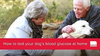 low blood sugar in small dogs