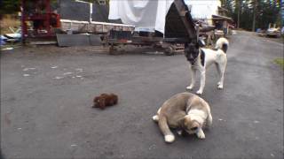 Akita puppy: 3 months old/playing with mom