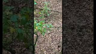 Got Bored And Threw An Arrow Straight Up