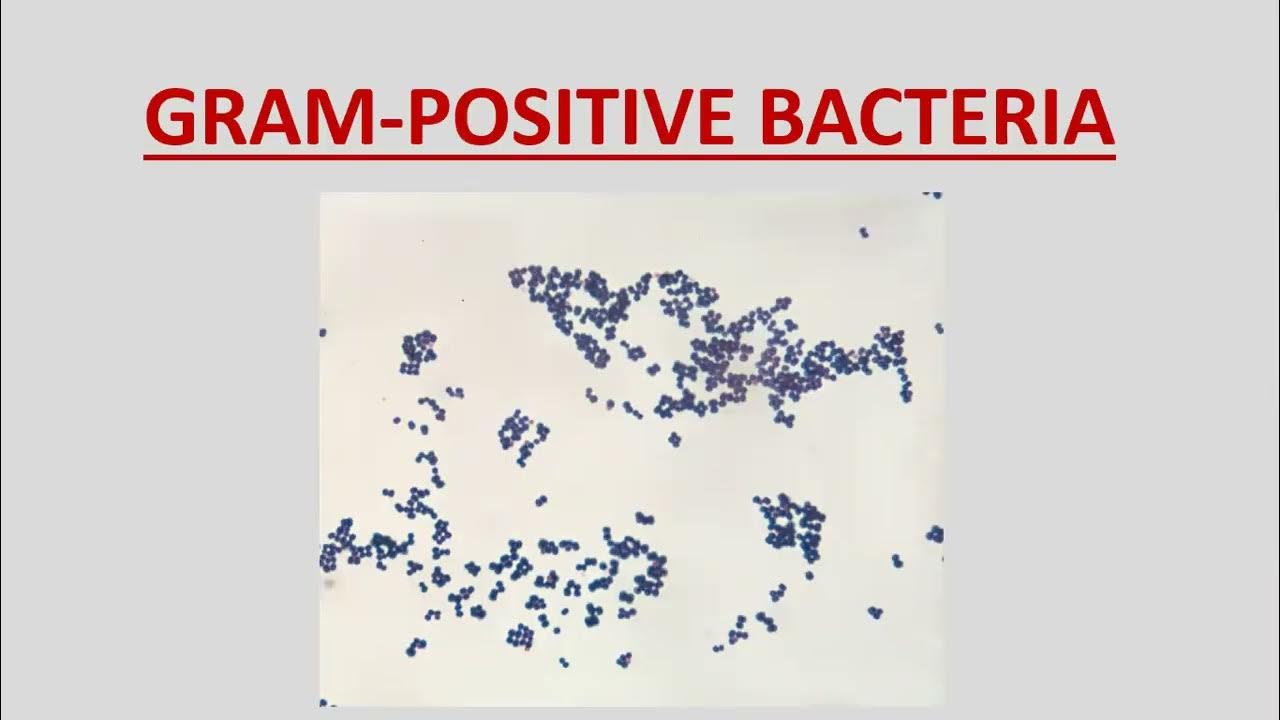 Lecture128 Staph & Strep infections, Impetigo, Echthyma, cellulitis