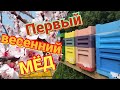 Секреты, как получить первый весенний мед на своей пасеке.