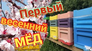 Секреты, как получить первый весенний мед на своей пасеке.