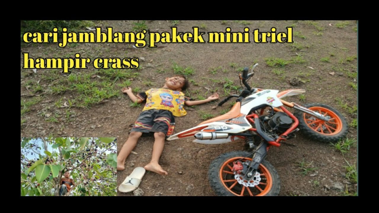 bolang nyari buah jamblang || vian pakek mini trail
