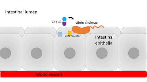 Cholera toxin and G protein signaling