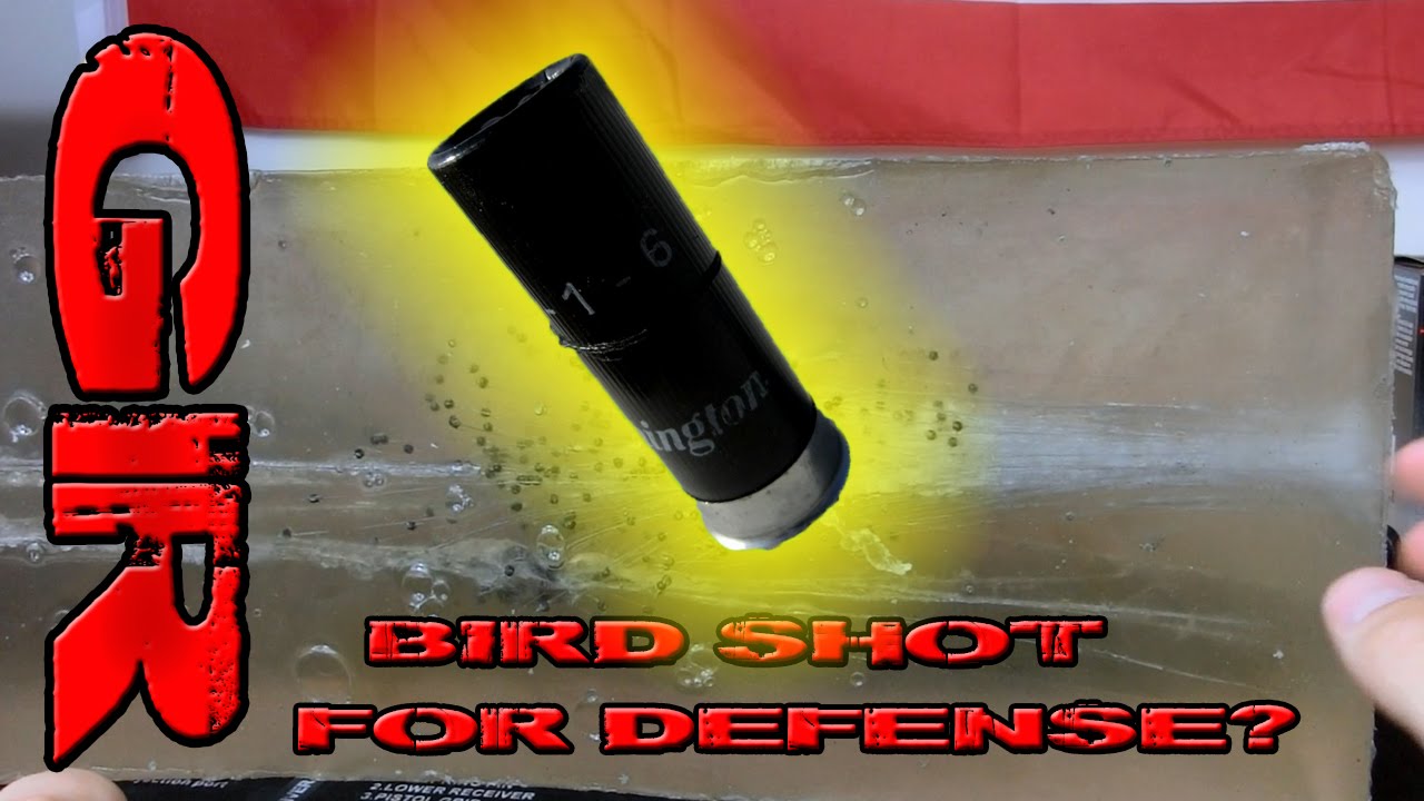 Bird Shot for Home Defense? Ballistic Gelatin Test YouTube
