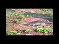Magava The Combodian Rat Magava The Combodian Rat