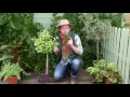 Comment planter un ginkgo biloba en pot 
