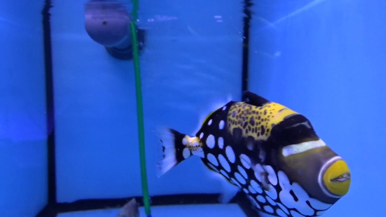 Спинорог крупнопятнистый - YouTube