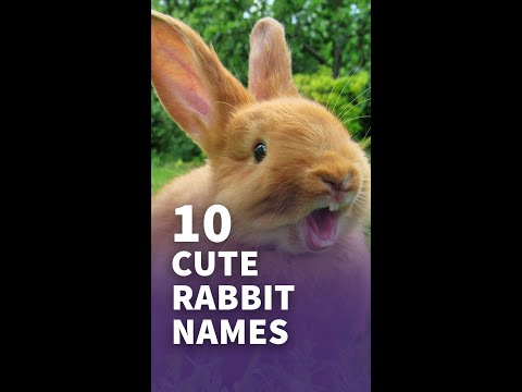 10 CUTE Rabbit
