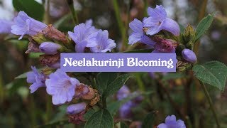 Best places in Munnar to watch Neelakurinji flowers 4K