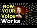 How Your Voice Works - Vocal Tutorial - Ken Tamplin Vocal Academy