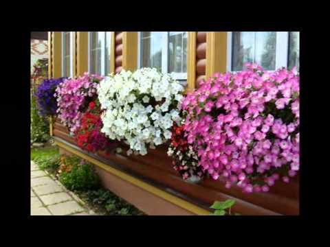 Видео: Петунии в градината и в двора (45 снимки): дизайнът на вертикални цветни лехи на сайта. Колко красиво е да засадите цветя в страната? Варианти на композиции в ландшафтен дизайн на 
