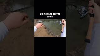 Sight Fishing Big Fish in a Small Creek