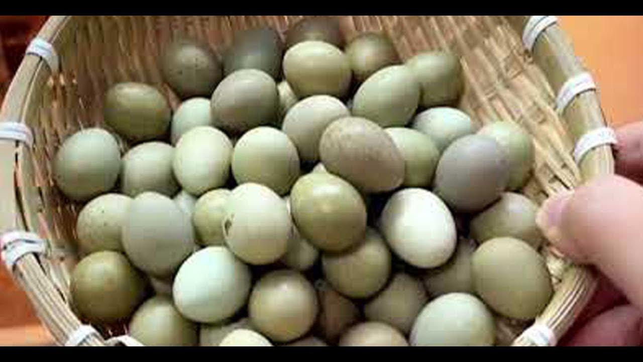 Home Quail Breeding Quail laying Eggs quail Farming YouTube
