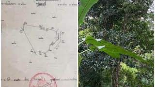 โฉนด เพรชบูรณ์ไร่ละ ห้าหมื่่นแปดพันบาท 58,000฿23ไร่ มะขาม 200 ทุเรียน 80 มังคุด 20 เงาะ 20