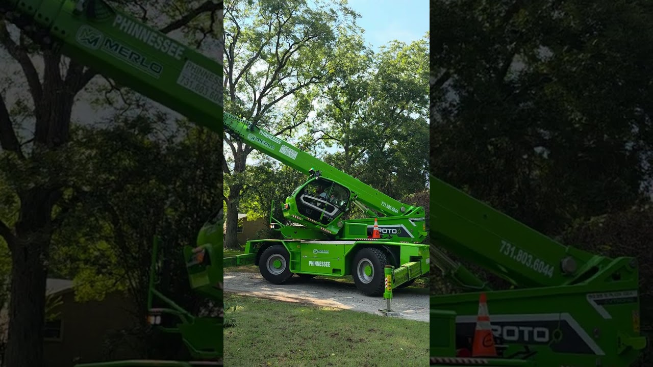 Pecan tree removal
