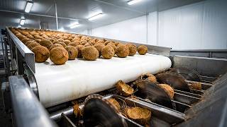 Coconut Milk Factory Exposed – From Fresh Coconuts to Creamy Milk