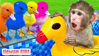 Monyet Hewan berenang Pit Ball di kolam dan makan jeli | Kartun Monyet Lucu | Hewan KIKI Channel