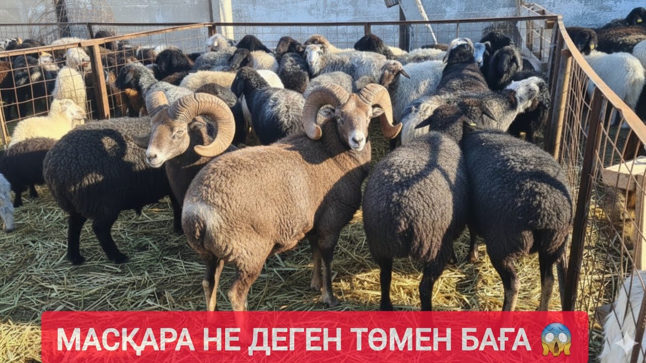 ҚЫЗЫЛОРДА МАЛ БАЗАРЫ, ҚОЙ ЕШКІ ТОҚТЫ ҚОШҚАР БАҒАЛАРЫ.