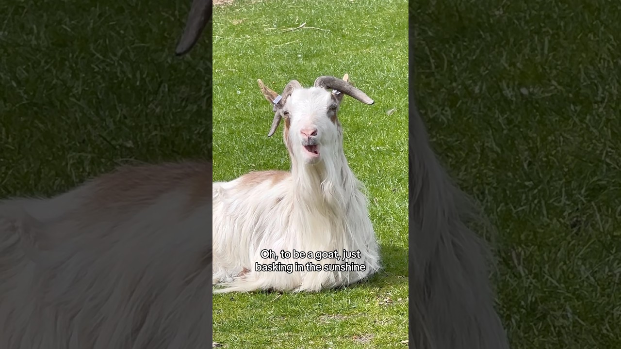 The GOAT 🔥 #goat #goats #farmanimals #farmlife #farm #zoo #cuteanimals #animalmemes #meme #memes