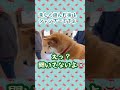 ドッグランを楽しでいたら‥ #柴犬 #豆柴 #dogrun chrp
