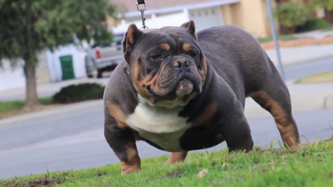 Everything You Need To Know About Tricolored American Bullies