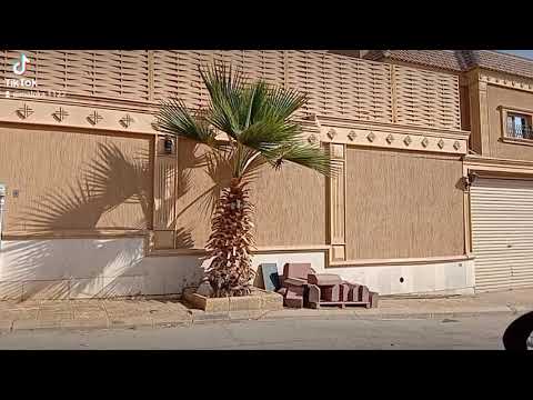النخله الواشنطنية النخيل الملوكي النخيل جوز الهند