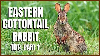 Eastern Cottontail Rabbit 101: Part 1