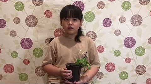 4D Nguyễn Thu Giang - Đại sứ xanh – TH Tràng An