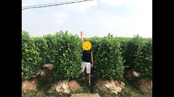 Vườn Quất Lùm 2020 tại Văn Giang - Hưng Yên! ai muốn mua cây quất này liên hệ: 0343456382