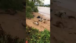 Powódź Błyskawiczna ..Flash Flood