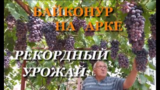 БАЙКОНУР НА АРКЕ: ПОЧТИ 100 ГРОЗДЕЙ С КУСТА! Съемка С. Криули 6 сентября 2020 г.