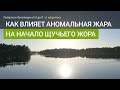 Как влияет аномальная жара на начало щучьего жора?