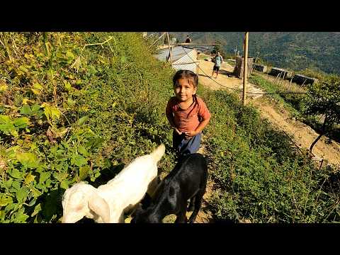 Life In Nepal Simple Living In Village Bijaya Limbu
