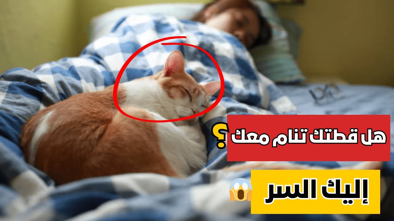 هل قطتك تنام في هذا الوضع؟ إليك السر المدهش وراء تصرفها! 🙀