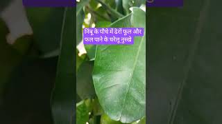 Agriculture #nature#nimbu ke paudhe ki dekhrekh
