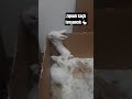 tavşan videoları, rabbits videos, funny zoo, yavru tavşanlar, funny rabbits,
