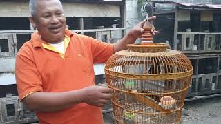 How to match local turtle doves in nature, breed local turtle doves, so that the offspring can re...