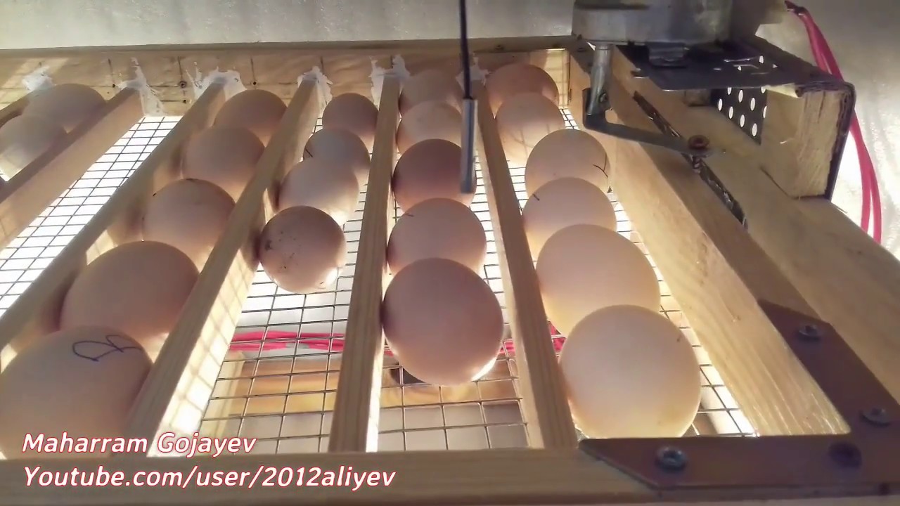 Homemade Incubator Automatic Egg Turner Youtube