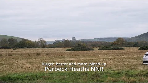 Purbeck Heaths - bigger, better and more joined up