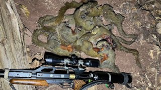 Hunting squirrel eat mulberry￼ hunting squirrel airgun