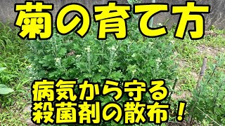 菊の育て方　殺菌剤の散布　How to grow chrysanthemums.　Spray the fungicide.