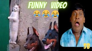 cat dog funny video | cat vs dogs compilation | animals vs vadivelu | funny videos | street bulb