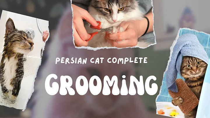 Video 2330951: persian cat grooming, persian cat brown colour, persian cat grey colour, grey white persian cat, persian cat black colour, bath